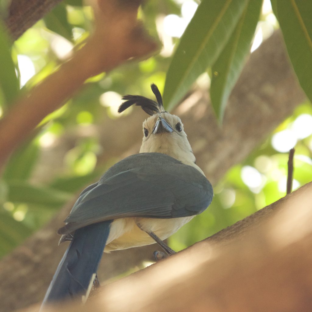 Vogel met Kuif Costa Rica