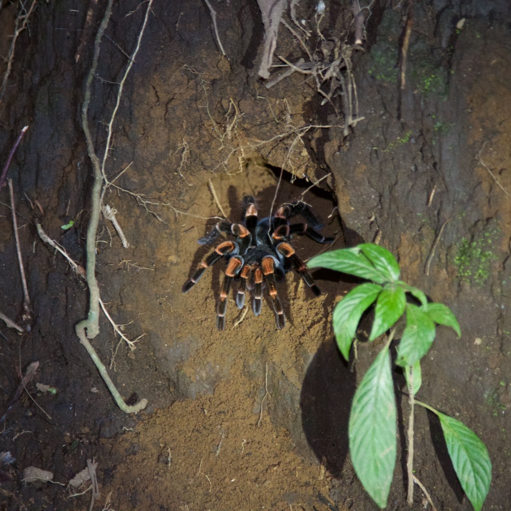 Vogelspin Costa Rica